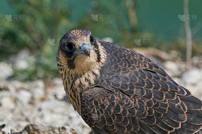 游隼(Falco peregrinus)幼年