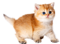小猫8