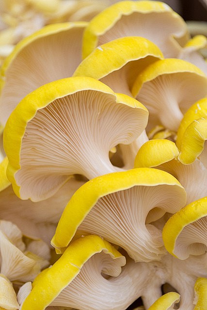 黄色的平菇 来自木辛安在堆糖网的分享