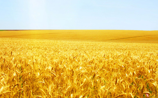 Wheat_02009