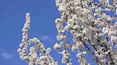 樱花 樱桃 白花 花枝 一朵朵树 蓝天