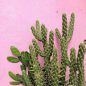 Plants On Pink|荷兰艺术家Lotte van Baalen