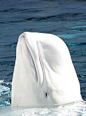 Beluga Whale. The beluga or white whale is an Arctic and sub-Arctic cetacean. It is one of two members of the family Monodontidae, along with the narwhal. It is up to 5 m (16 ft) in length and an unmistakable all-white color with a distinctive protuberanc