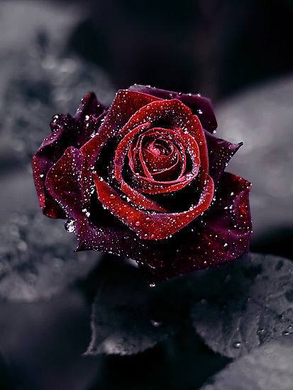 玫瑰本身就传达着浓郁的爱意，挂霜后，就如...