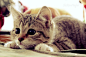 超级萌的猫咪~~可爱的喵咪图片，看过心情大好。这些卖萌的货啊！