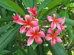 素馨花 花壁纸 花 热带 姜黄色百合花 美丽的花朵 花卉背景 花的