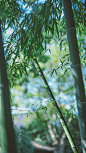 青竹