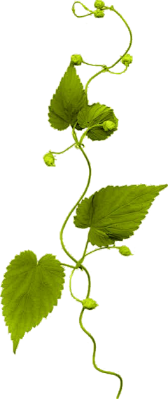 是梦远吖~采集到植物类-立体PNG