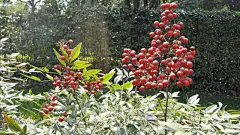 南国红豆特写桌面高清壁纸桌面壁纸1