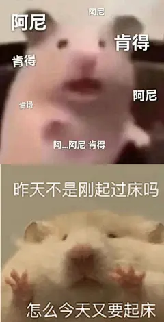 鼠鼠表情包