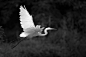 White Egret