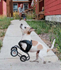 缺腿小狗身挎轮椅 身残志坚成“精神榜样”【来自宠物社区扑扑网www.poopur.com】
2012年1月，一对美国夫妇收养了一只残疾的小狗，并成功地为其安装了一个“身挎式轮椅”，从而让它能够像其它小狗一样自如地生活。据悉，这只名叫坎度的小狗生下来就缺了两条前腿，主人担心它无法正常地生活，便将它遗弃了。后来，坎度幸得一对来自美国科罗拉多州的夫妇收养，夫妇俩还成功地帮它安装了一个设计巧妙的轮椅，助它行走。据悉，这条身残志坚的小狗已经成为当地居民的“精神榜样”。