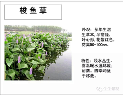 青禅boe采集到D 植物设计—陆地花卉品种