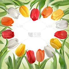 卡片模板与红色，黄色和白色郁金香