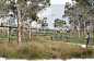 HASSELL | Projects - North West Rail Link Master Plan and Urban Design