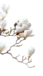 玉兰花免扣