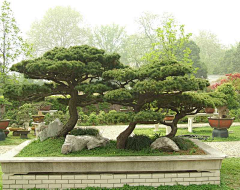 水岸山居采集到盆景