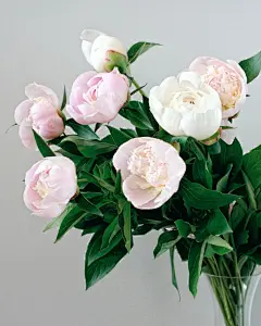 牡丹花高清摄影素材