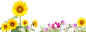 #草类# #植物PNG# #PNG素材# #绿叶# #藤蔓# #叶子PNG# #花朵# #薰衣草# #玫瑰# #花PNG# #荷花素材# #荷叶PNG# #荷花PNG#