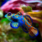 Great mandarin dragonet