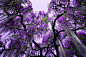 日本枥木县足利花卉公园的紫藤花（据说是全日本最大的紫藤）