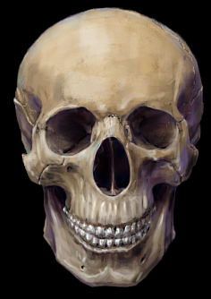 so.com采集醪糟加蛋采集到人体骨骼骷髅头三视图的