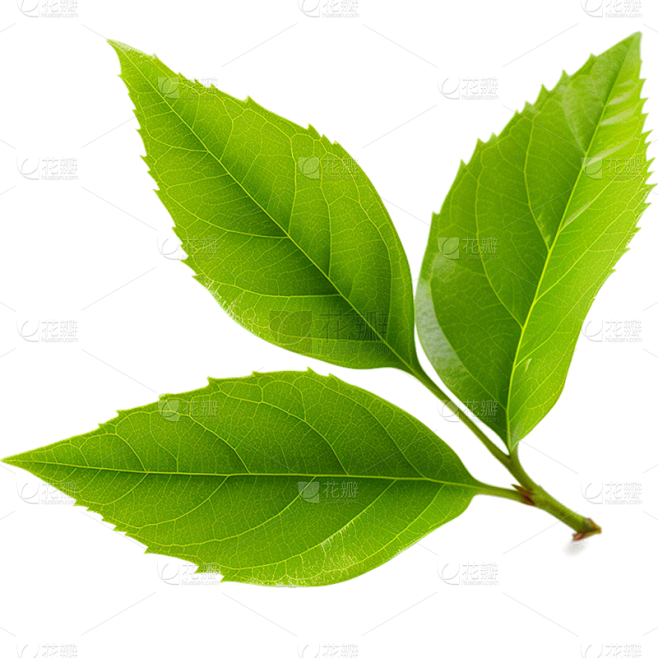 通用绿色树叶植物叶子元素贴纸