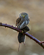 Northern Pygme Owl by Tom Jones on 500px