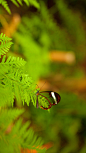 【今日惊蛰】一只栖息在叶子上的透翅蝶 (© Corianna Heise/Alamy)
你可能在间谍电影中看到过这种蝴蝶——透翅蝶，它不需要借助高科技的隐形工具便可以将自己隐形。科学家们一直在研究蝴蝶翅膀的“隐形”功能，但近些年来研究发现蝴蝶翅膀的鳞片分布是隐形的重要依据。鳞片的排列不均匀，使得光更容易通过，这使蝴蝶聪明的隐形起来，不容易被天敌发现。
2017-03-05