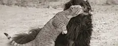 有趣的猫和狗桌面壁纸#采集大赛#