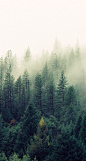 早安|雾气|森林|氧气|手机壁纸|装饰画