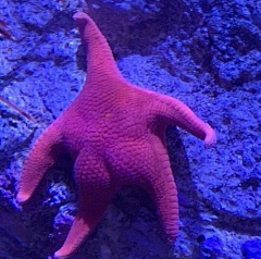 YANMIEZUIE采集到海洋生物