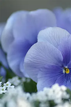 绿色植物养眼高清手机壁纸