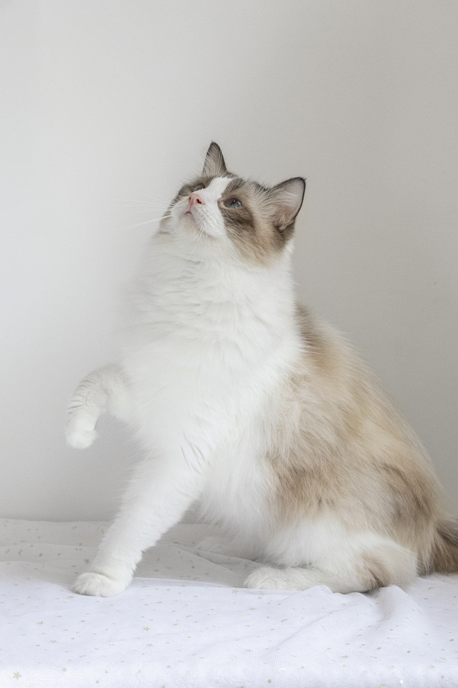 摄图网_501358220_布偶猫（非企...