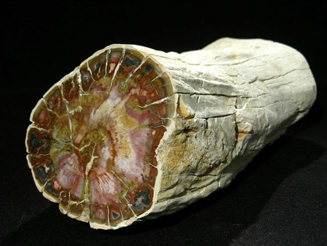 Petrified wood from ...