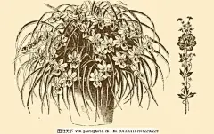 植物装饰画 版画 插画 插图 风光 钢笔画 黑板报 简笔画 植物装饰画素材下载