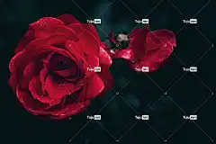 花朵 玫瑰 全高清壁纸 花瓣 笔记本电脑壁纸 美丽的花朵 盛开