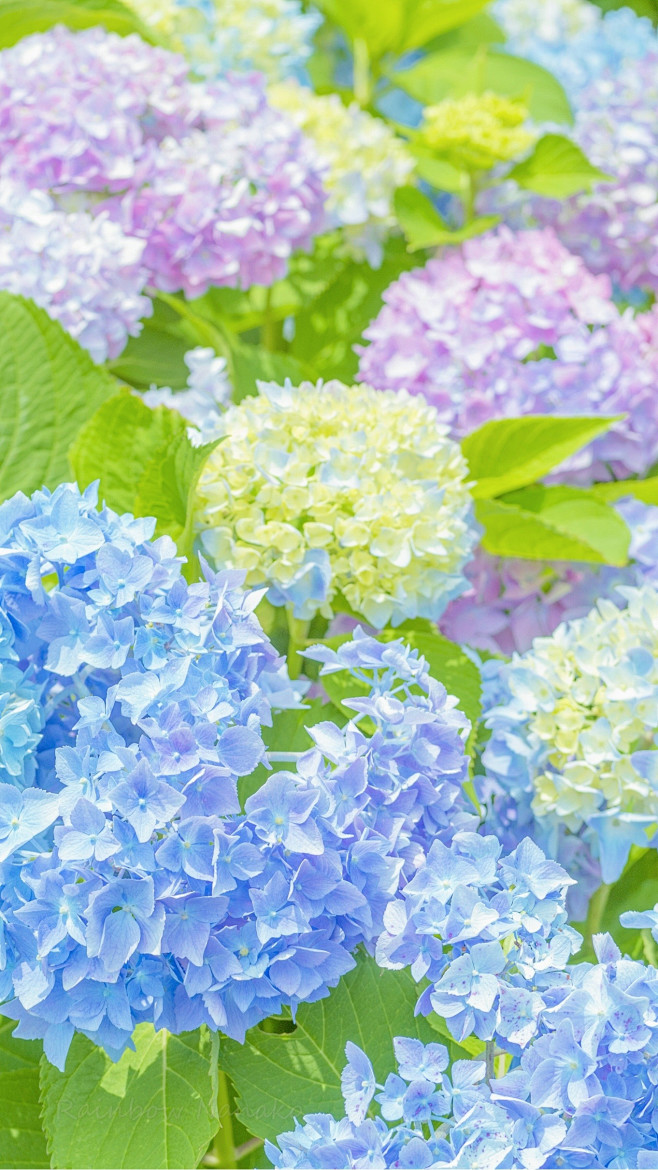 无尽夏热烈且温柔