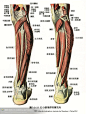 人体解剖--骨骼，肌肉很全面的套图