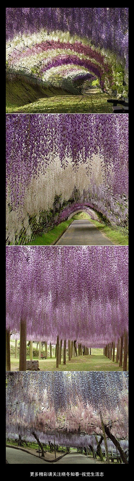 日本足利紫藤园。晓冬知春
