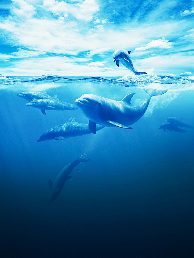 海豚 海洋 蓝色