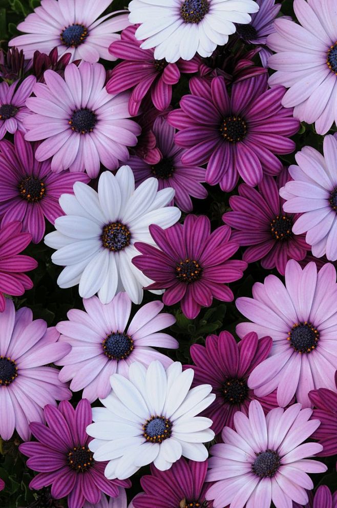 Osteospermum 'Akila ...