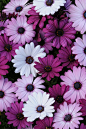 Osteospermum 'Akila Mix'