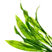海藻