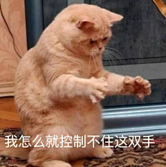 玨本采集到生活 - 萌宠-表情包