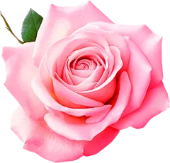 玫瑰花