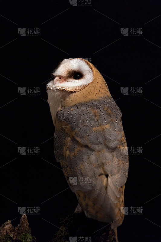 树干上美丽的仓鸮(Tyto alba)