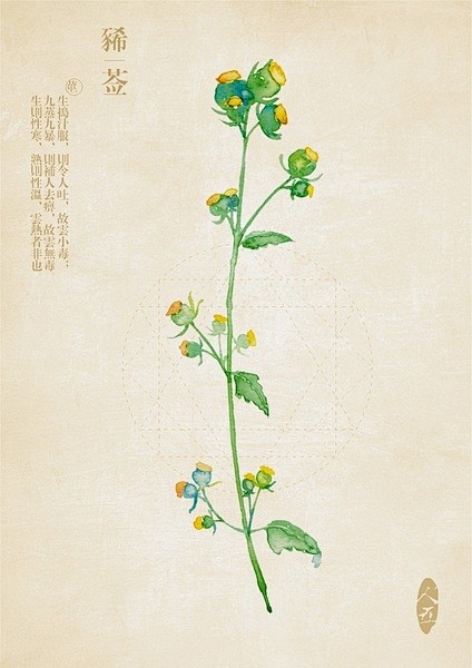 中草药绘本-豨莶草