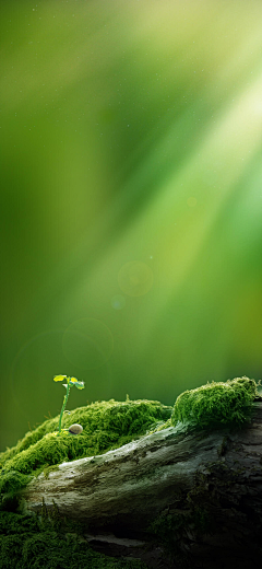 落花思语采集到绿植背景