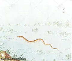 黄鳝国画鱼海洋生物手绘